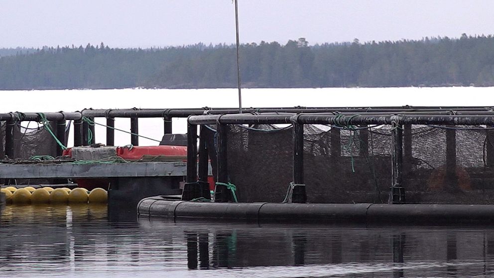 En fiskodling med nätburar i Storsjön. I förgrunden syns en plattform med svarta nät, och i bakgrunden sträcker sig skogsklädda höjder längs sjöns kant under en grå himmel. Gula flytbojar är synliga nära plattformens kant.