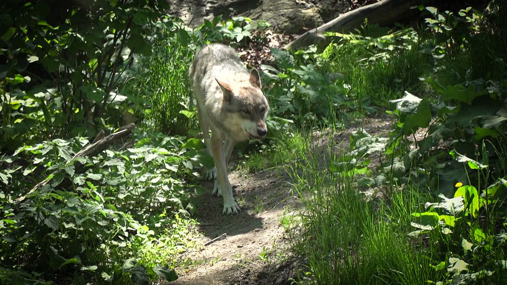 En bild på en varg som går genom skog