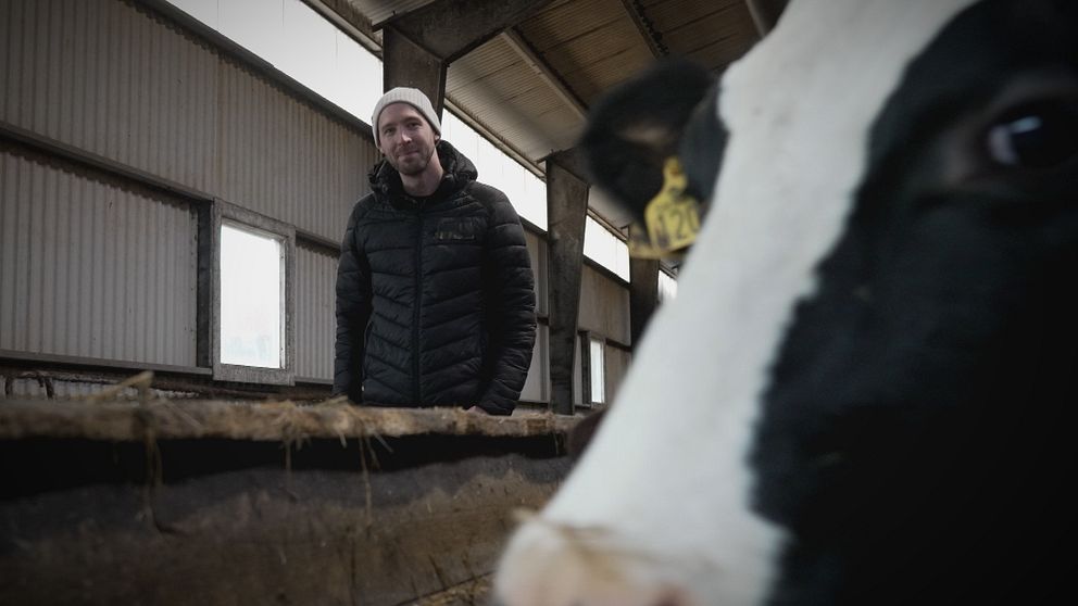 Mjölkbonden Johan Fransson och en ko