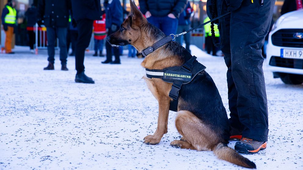 En narkotikahund redo för ett uppdrag.