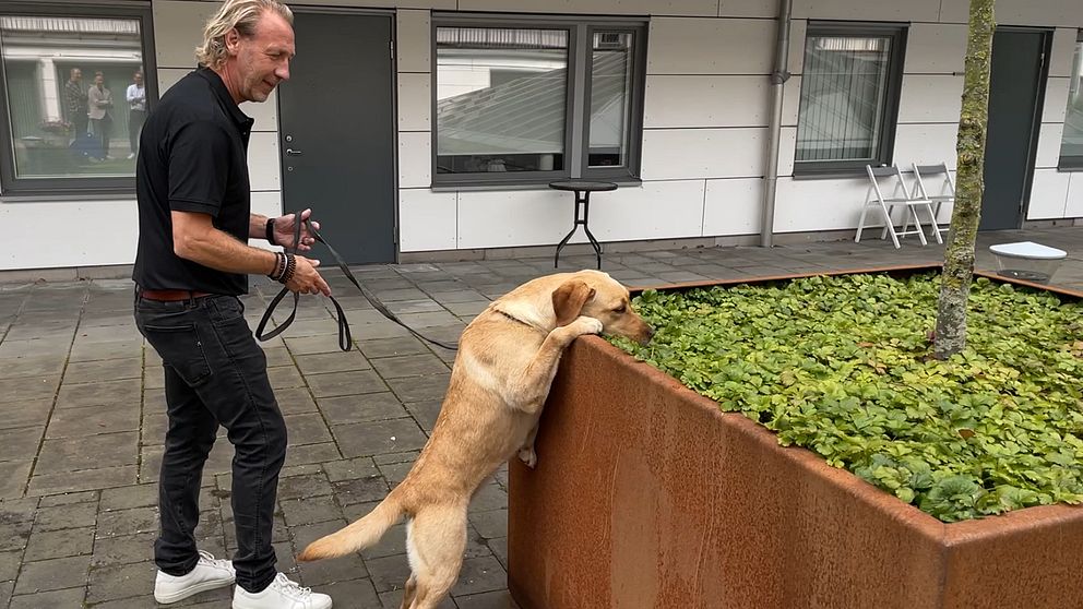 hund söker efter droger i blomsterplantering