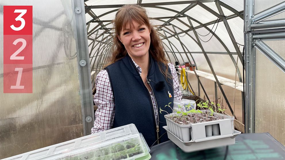 Sofia Löwenhamn håller två tråg med tomatplantor mot kameran. Hon står vid ingången till ett tunnelväxthus