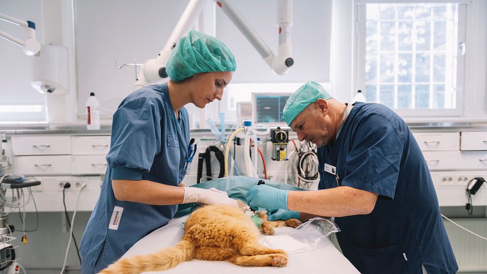 Veterinärer opererar en katt på klinik.