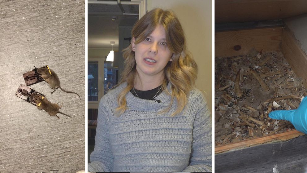 En delad bild med tre sektioner. Den vänstra sektionen visar två musfällor. I mitten Frida Eriksson iklädd en grå tröja. Den högra sektionen visar en låda med skräp och avfall, där en hand med en blå skyddshandske pekar på innehållet.
