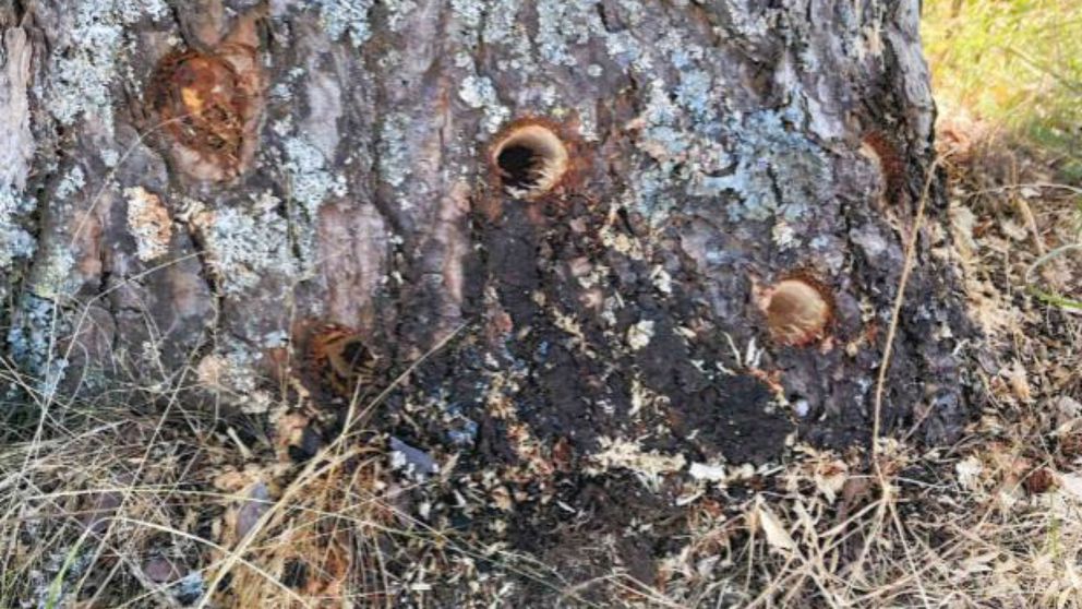 Bild på ett träd med flera borrade hål.