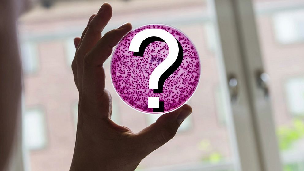 En hand håller upp en petri-skål med rosa bakteriekultur som ska illustrera mykoplasma och en stor frågetecken-symbol i mitten, belyst av naturligt ljus från ett fönster i bakgrunden.