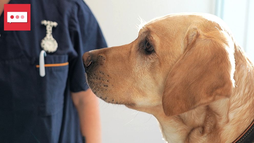 Labrador står bredvid en person i uniform med polisbricka.