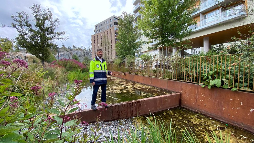 I Norra Djurgårdsstaden samlas regnvattnet upp i grönskande dammar.