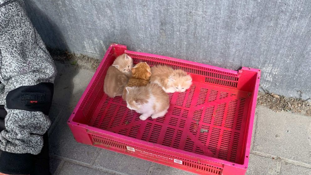 kattungar i en låda
