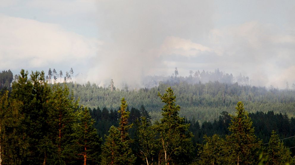Vy över en skog där det bolmar ut rök högt över träden.