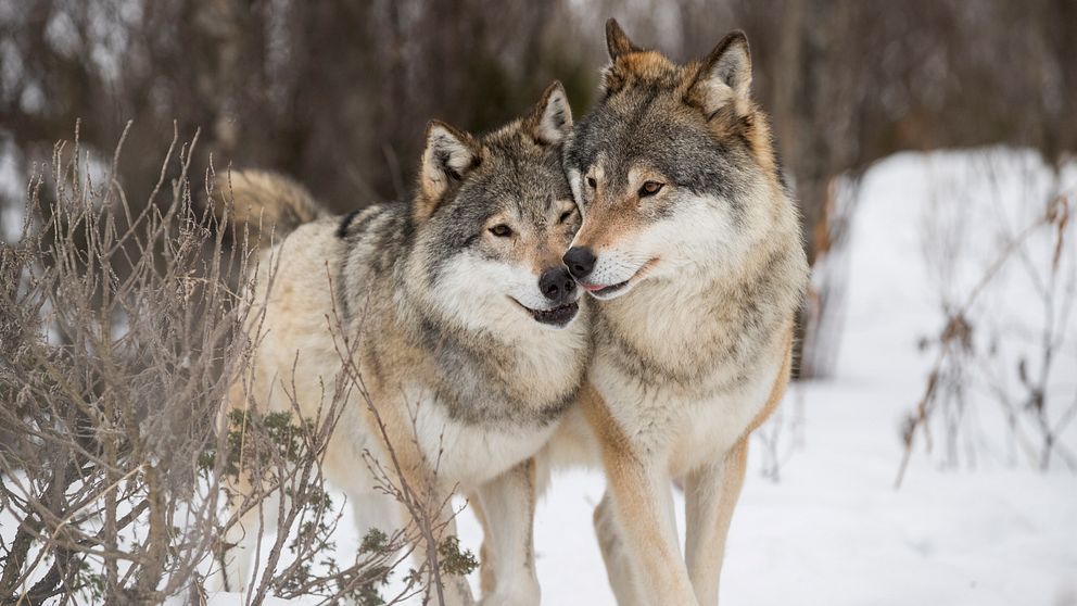 Två vargar med ansiktena intill varandra i ett snöigt landskap.