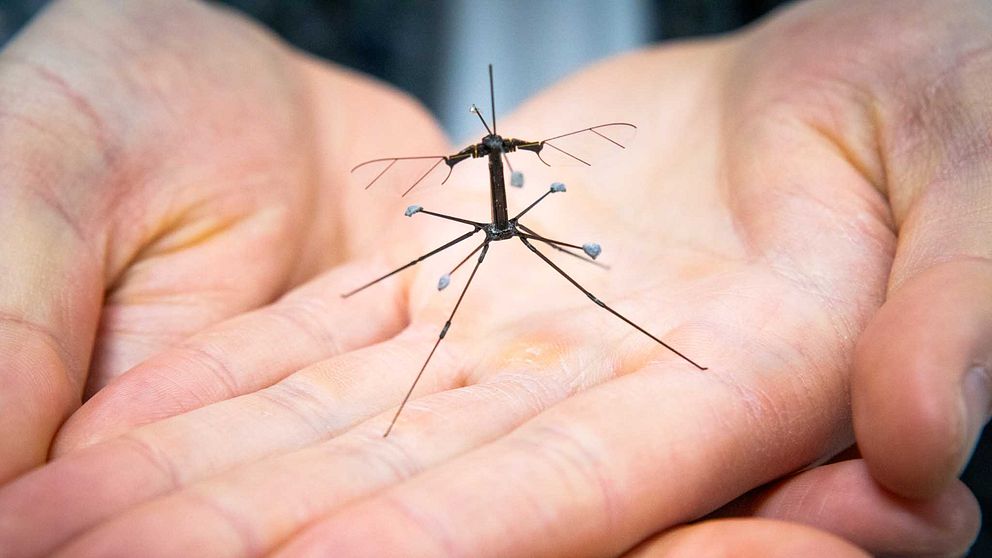 RoboBee i forskares händer.