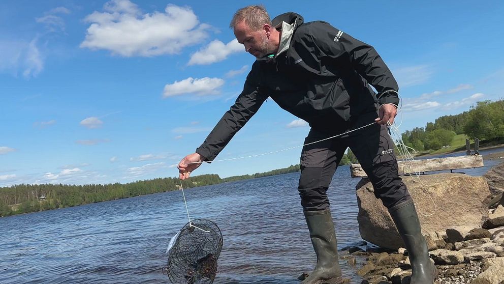 Fiskerikonsulenten Tony Söderlund kastar i en kräftbur i Skellefteälven.