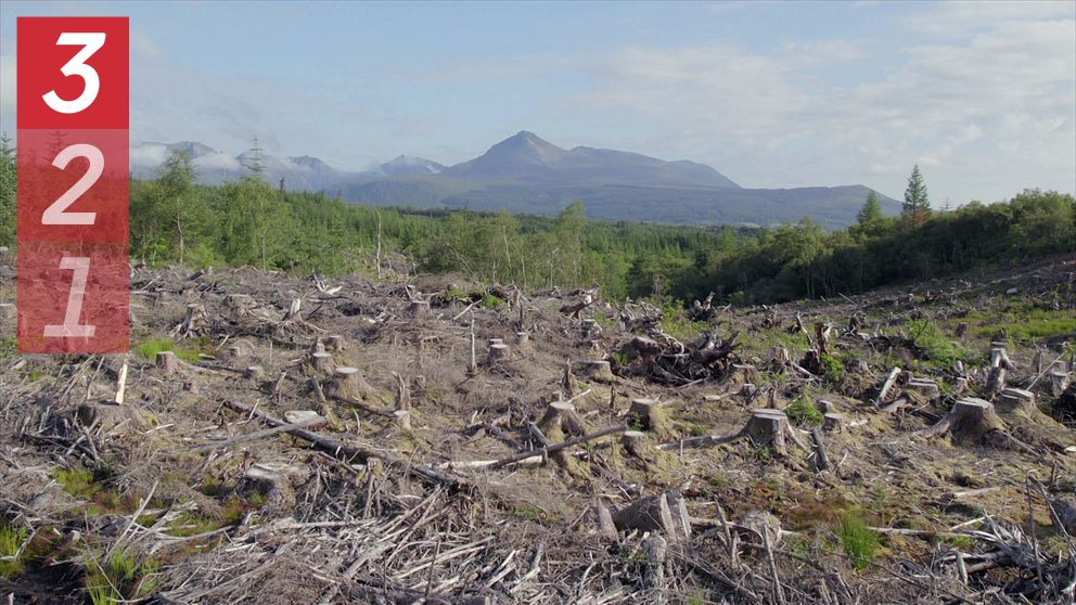 Avskogad yta med trädstammar och stubbar, skog och berg i bakgrunden.