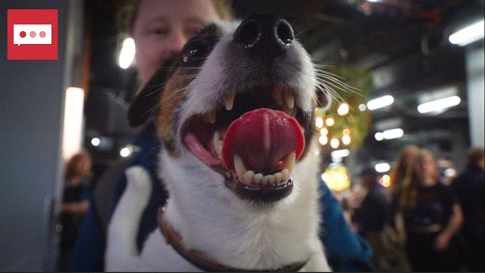Hund med öppen mun och vassa tänder.