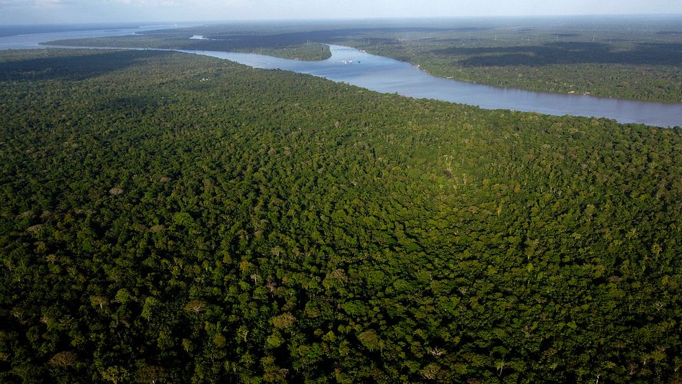 Avverkningen minskar kraftigt i Brasilien och Colombia