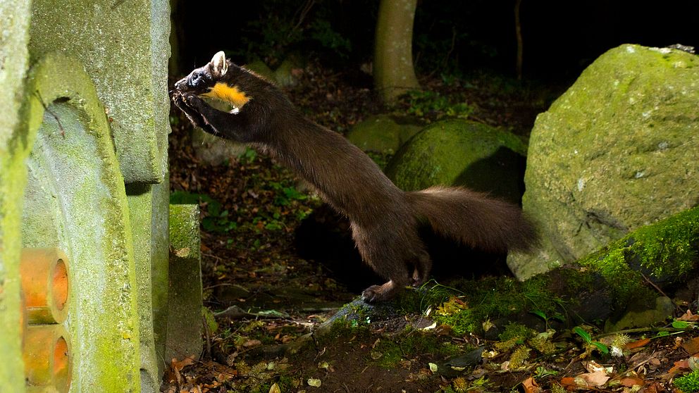 17-rige-naturfotografen-f-ngade-diande-r-vungar-p-bild-svt-nyheter