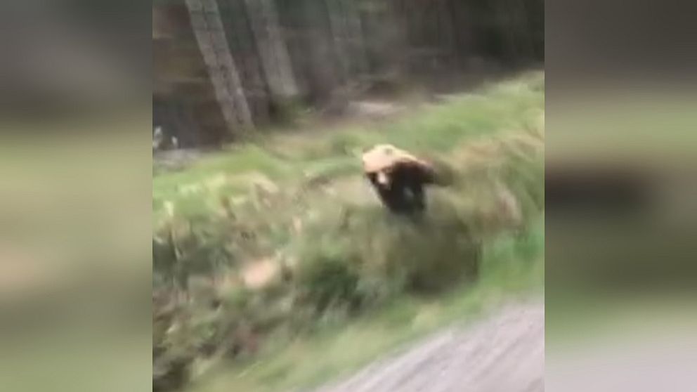 En björnhona gör ett utfall mot en passerande bil