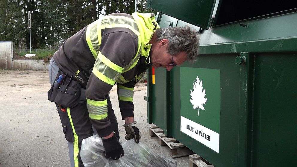 De invasiva växterna ska förpackas i genomskinliga säckar innan de tas med till återvinningscentralen.