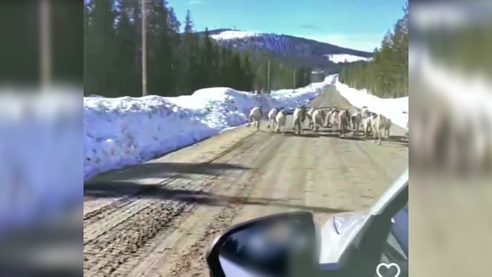 Renarna springer på vägen i Gällivare kommun.