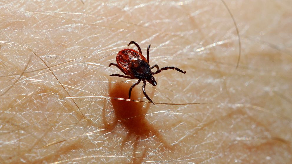 Hur undviker man fästingar? Hör biologen Didrik Vanhoenacker ge tips och berätta om hur fästingarna kommer trivas sommaren 2024.
