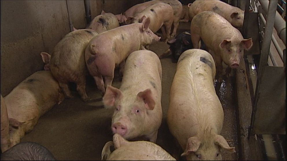 Fler grisar står intill varandra inomhus