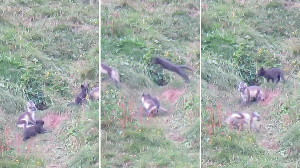 Tre sektioner av en delad bild som visar en grupp vargar i en grönskande äng. I den första sektionen ligger en räv på marken, medan andra rävar står i närheten. I den andra sektionen hoppar en varg framåt, och i den tredje sektionen syns en annan räv som står upp och ser mot kamera, med flerarävar i bakgrunden. Området är rikt på gräs och växtlighet.
