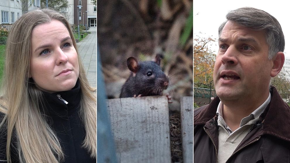 Bild på människor som kollar inåt i bilden. Politiker i Malmö stad. I mitten en råtta som tittar fram.