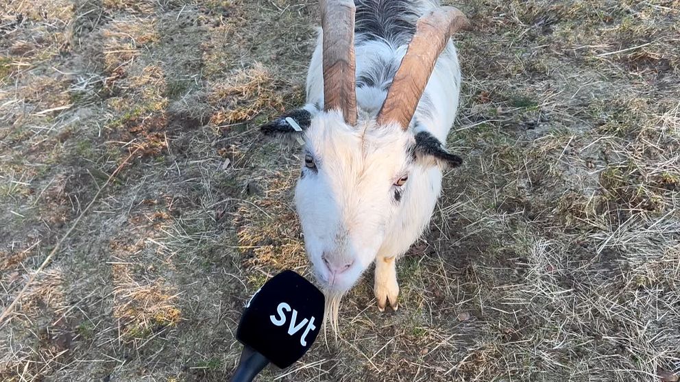 En get blir intervjuad av SVT:s reporter i Stättared mellan Kungsbacka och Varberg
