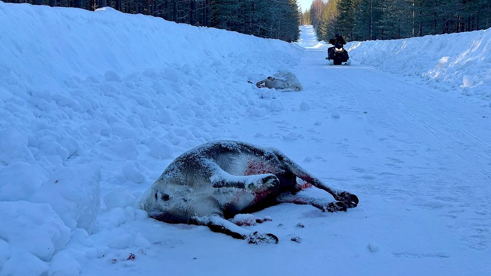Ett par döda renar ligger på en snötäckt landsväg i en skog. En person står längre bort och inspekterar situationen.