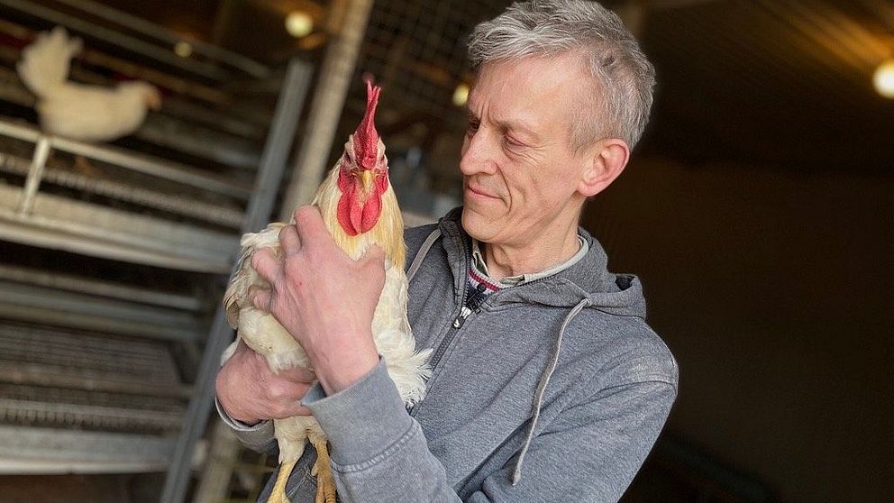 Ekoproducenten Peter Jonsson håller i en tupp på sin gård Sanda Hönseri. Ekoproducenten ler mot tuppen och tuppen tittar rakt in i kameran.
