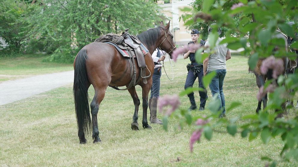Hästprofilen från Piteå åtalas för grovt vållande till annans död efter sommarens dödsolycka på Djurgården i Stockholm