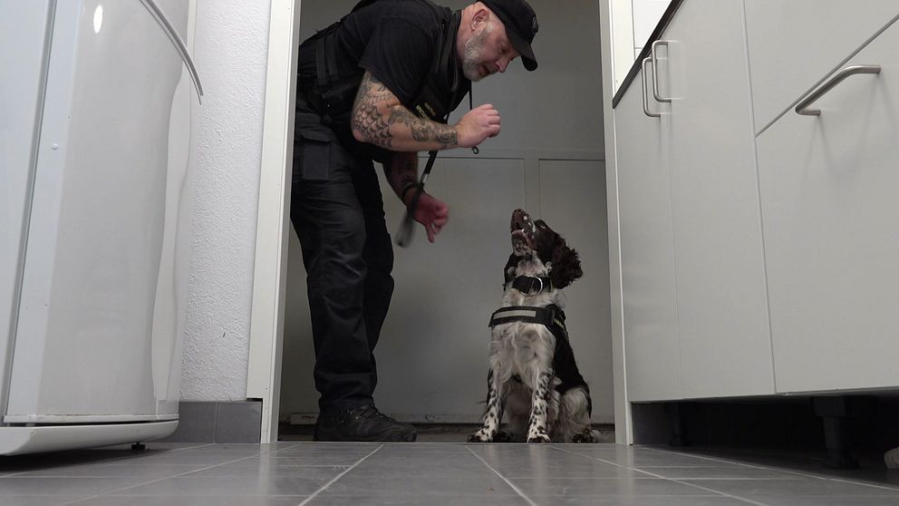 hund som sitter, husse med tatueringar tittar på hund, håller i nåt