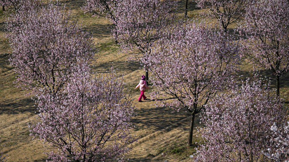 Blommande träd i Tjeckien. Person går genom trädlandskapet.