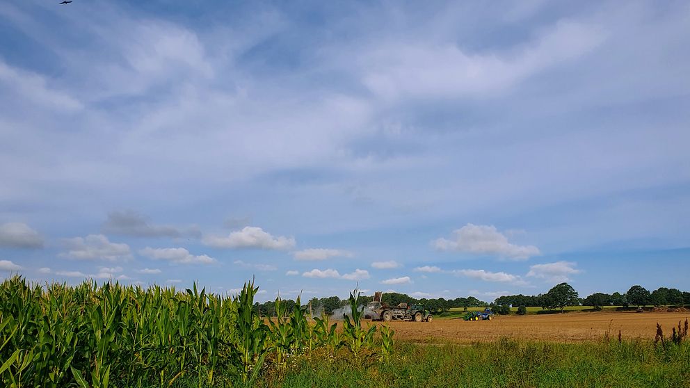 Bjersgård, Skåne den 30/8.