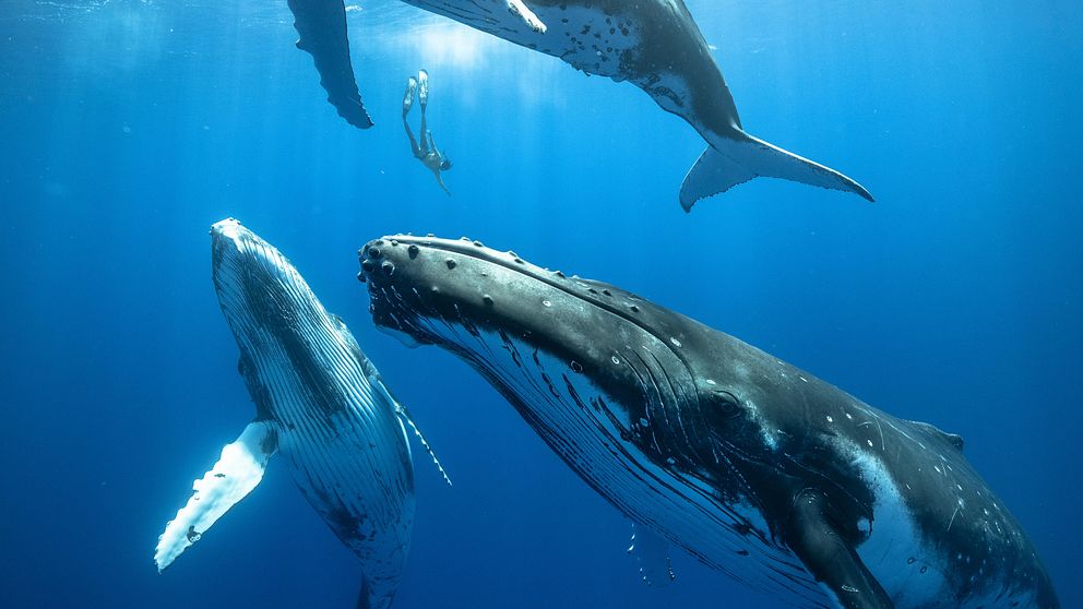 Knölvalar med dykare