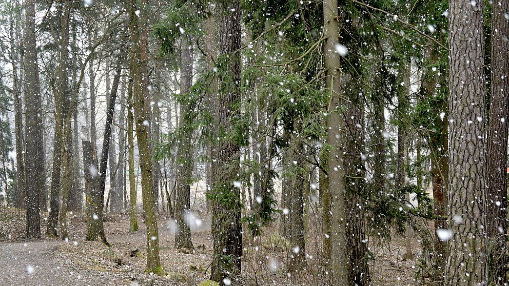 Gul varning för snöfall i Norrbotten | SVT Nyheter