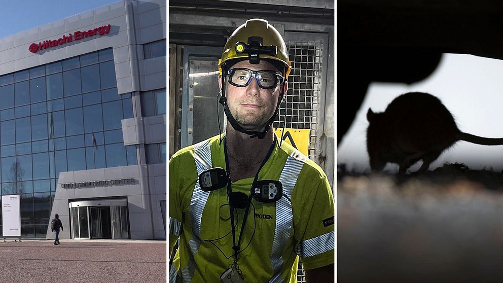 tresplitbild med hitachiglaskontor, man i gruvmiljö och hjälm och en silhuett av en råtta