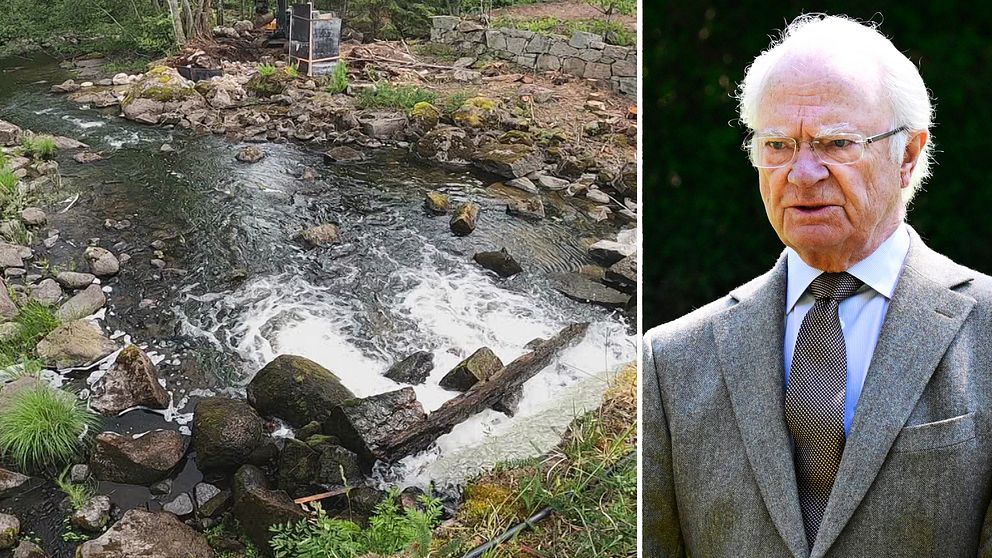 Kungen till Ydre – inviger ny fri väg för fisken | SVT Nyheter