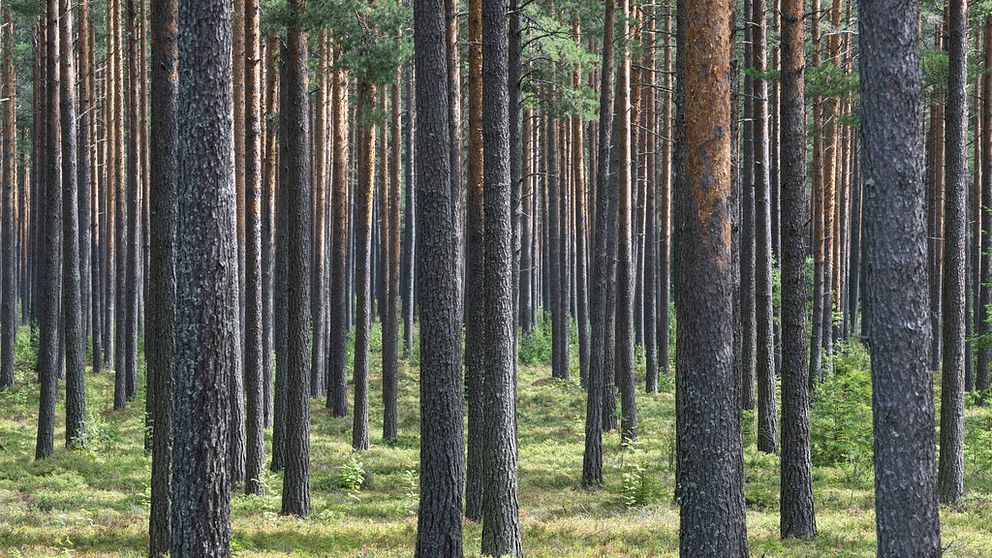 Gammal tallskog.