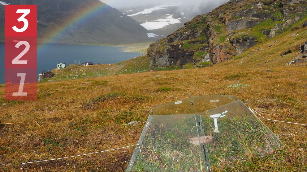 Se hur de svenska kalfjällen har förändrats på 40 år i klippet. Växtligheten i hela Arktis har förändrats förvånansvärt snabbt, visar en global artstudie med svenska forskare, här på forskningsstationen Latjnajaure i Abisko.