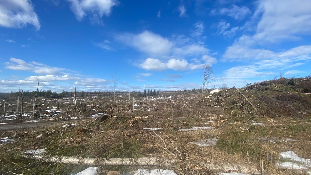Skogsområde med nedfallna träd och kvarliggande snö under molnig himmel. Området är planerat att bli Torsboda industriområde och skapa tusentals arbetstillfällen.