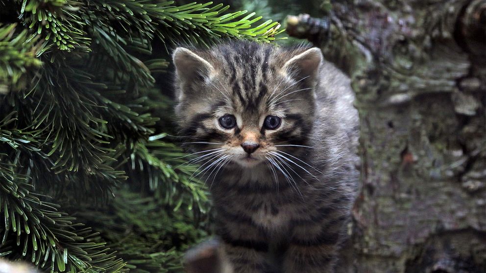 Kattunge (europeisk vildkatt) tittar fram i barrskog.