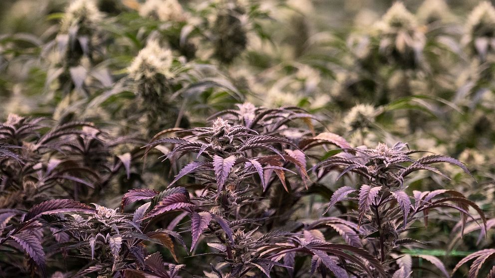 Cannabisplantor som växer i en odling. Plantorna är inte de plantor som hittades på en åker i Gagnef.