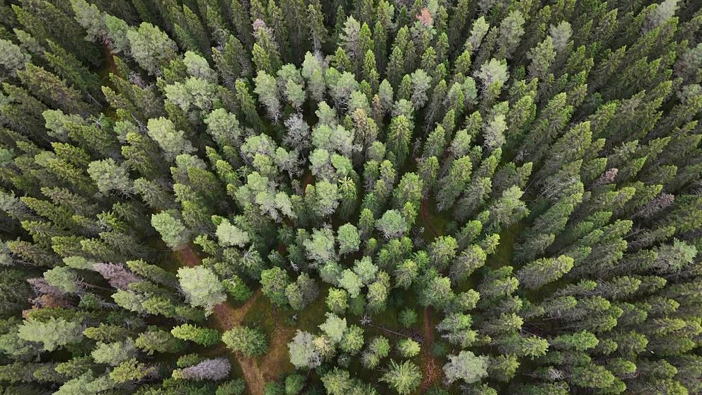 Tät skog sett från ovan med många olika trädslag i närheten av Spikbodarna/Norra Verksmon utanför Östersund.