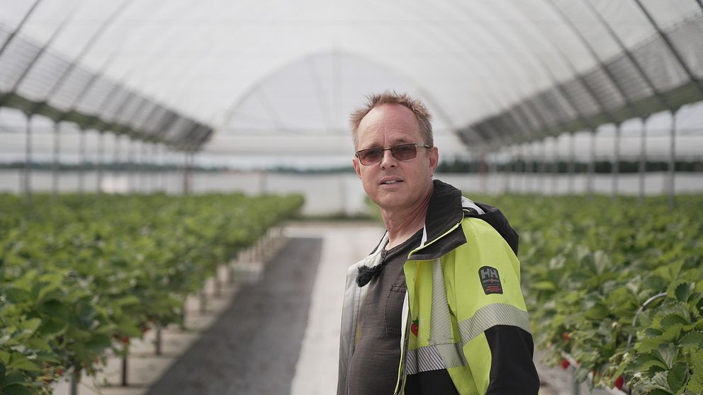 Fredrik Hörenius Ulvagubben