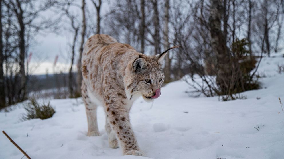 En lodjur går genom snötäckt terräng med barrträd i bakgrunden, med tungan ute som om det nyss har slickat sig om munnen.