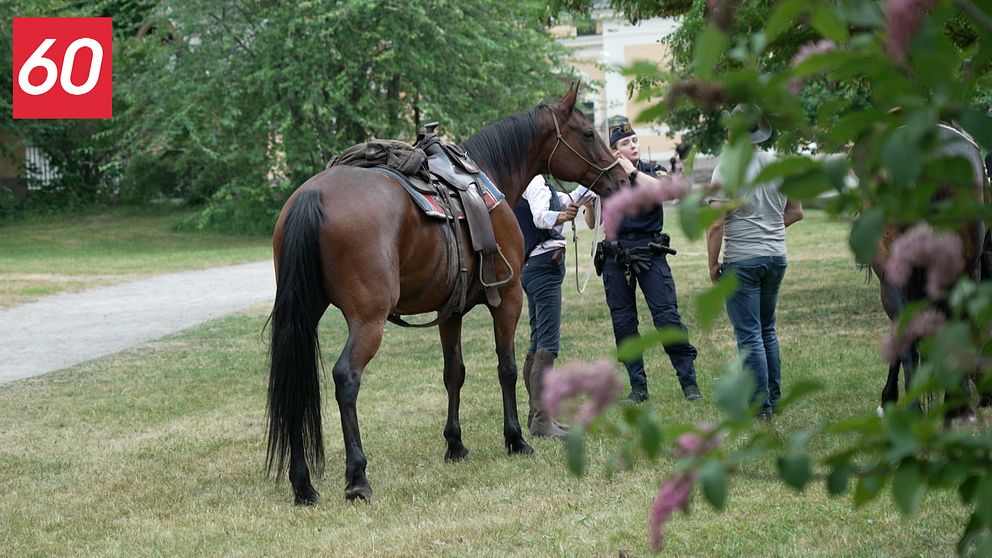 Häst med polis på gräsmatta