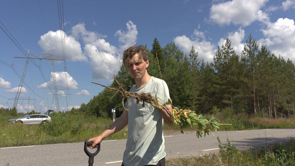 Länsstyrelsens Mattias Renström gräver upp blomsterlupin