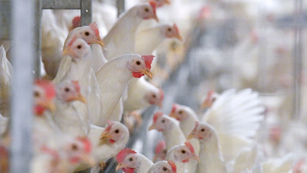 Nära vy av en grupp vita höns som står i en uppstallad miljö, med fokus på deras huvuden och kroppar. Bakgrunden är suddig, vilket framhäver hönsen i förgrunden.